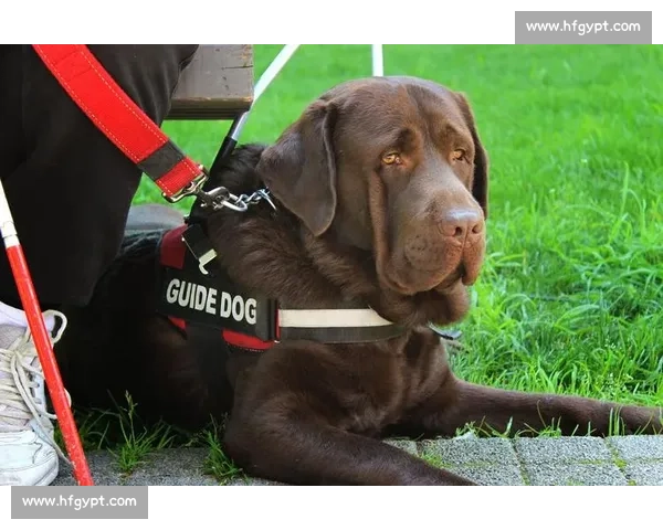 《全面解析各类比赛犬品种及其特点，助你选犬无忧》