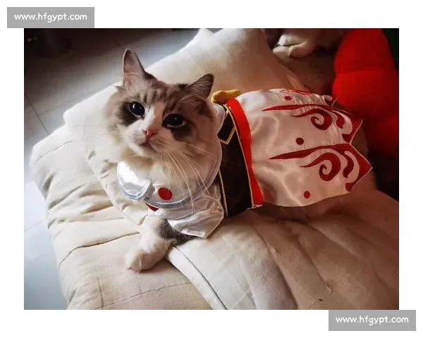 《猫咪竞赛大挑战各类宠物勇敢登场谁将摘得冠军荣耀》